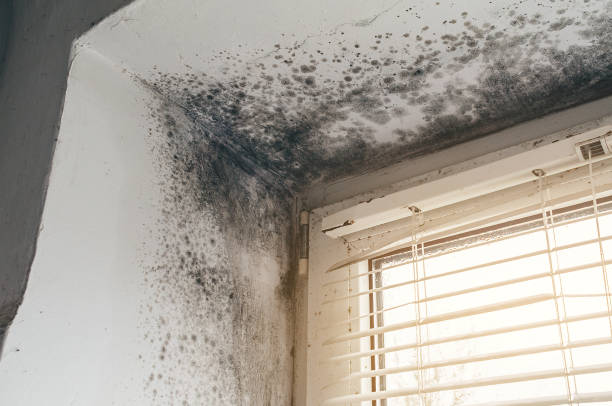 Mold Removal service in Fort Bragg